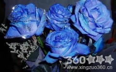 蓝色妖姬，不朽的浪漫与独特花语